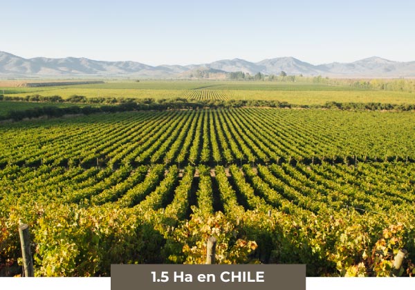 vyfwine-logo-vinos-5HA