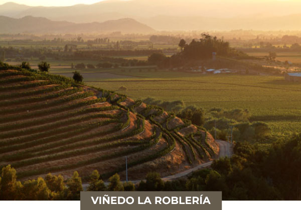 vyfwine-logo-vinos-robleria