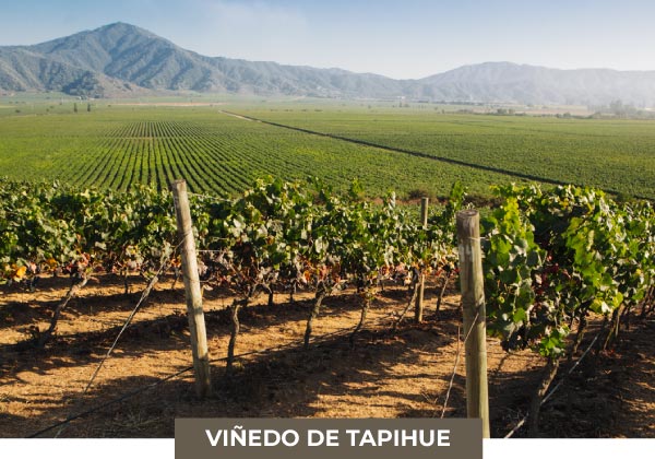vyfwine-logo-vinos-tapihue