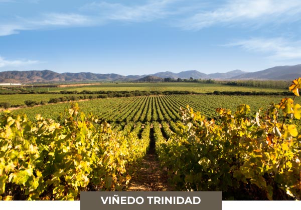 vyfwine-logo-vinos-trinidad