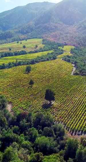 vyfwine-sello-vinos-gestion