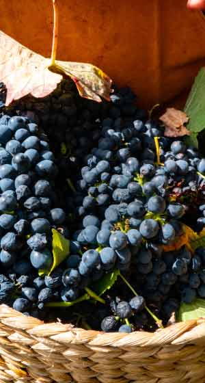 vyfwine-sello-vinos-reciclaje